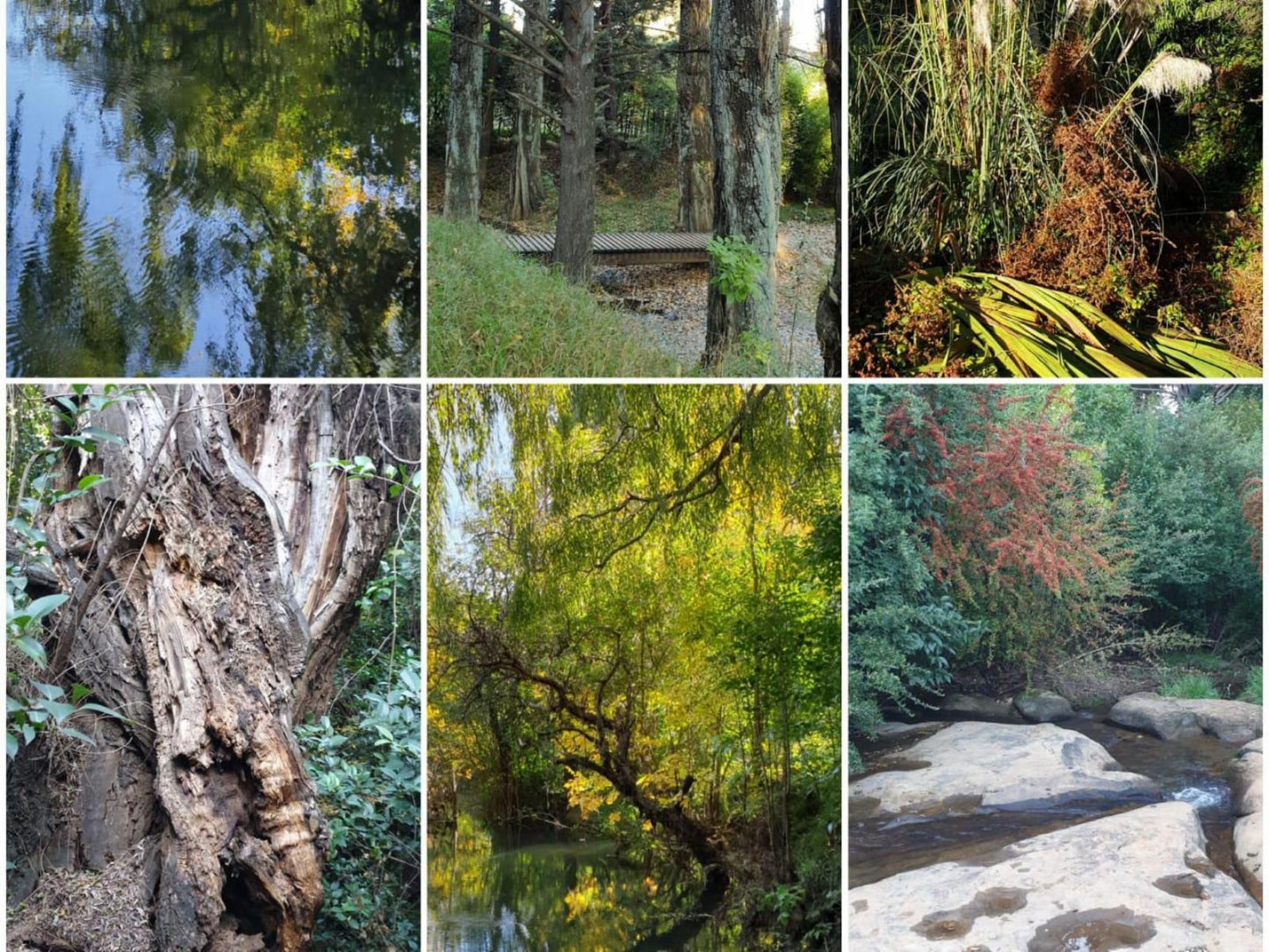 Meander Stay Clarens Clarens Free State South Africa Forest, Nature, Plant, Tree, Wood, River, Waters, Autumn