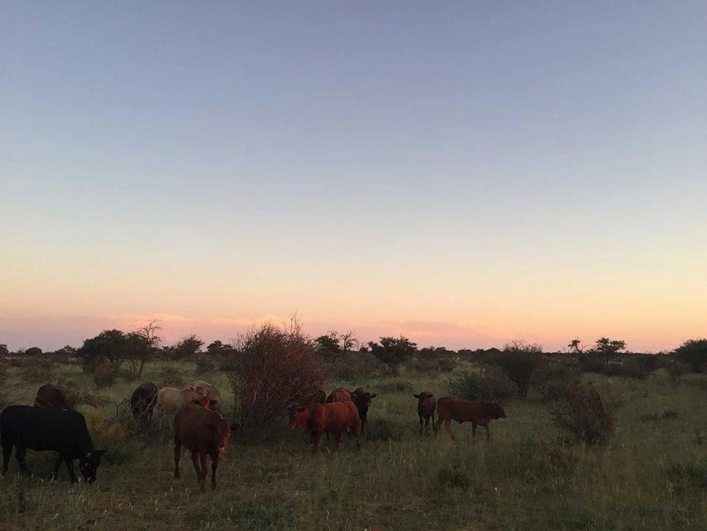 Mecca Guest House Hotazel Northern Cape South Africa Animal, Lowland, Nature