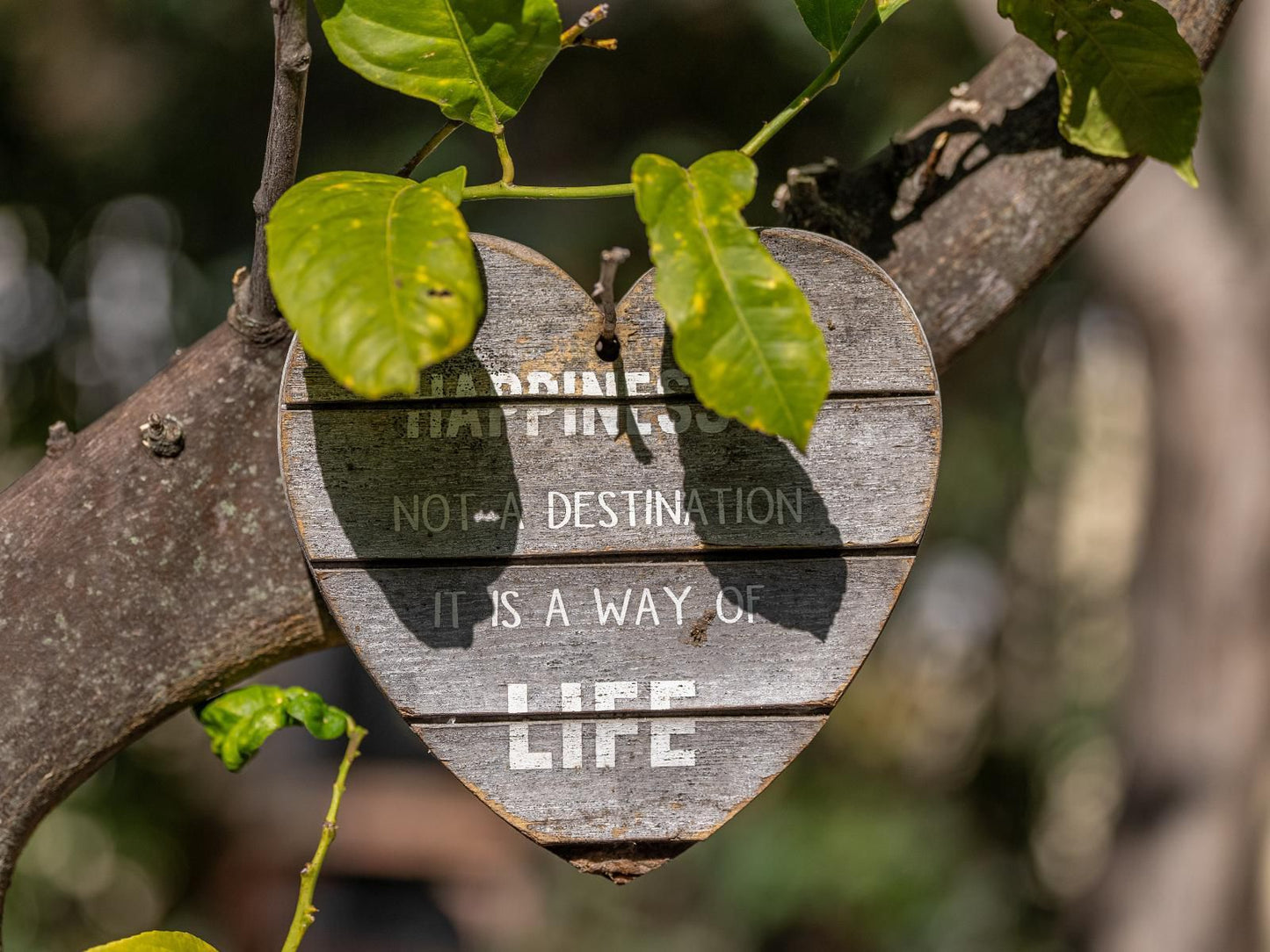 Mediterranean Villa, Tree, Plant, Nature, Wood