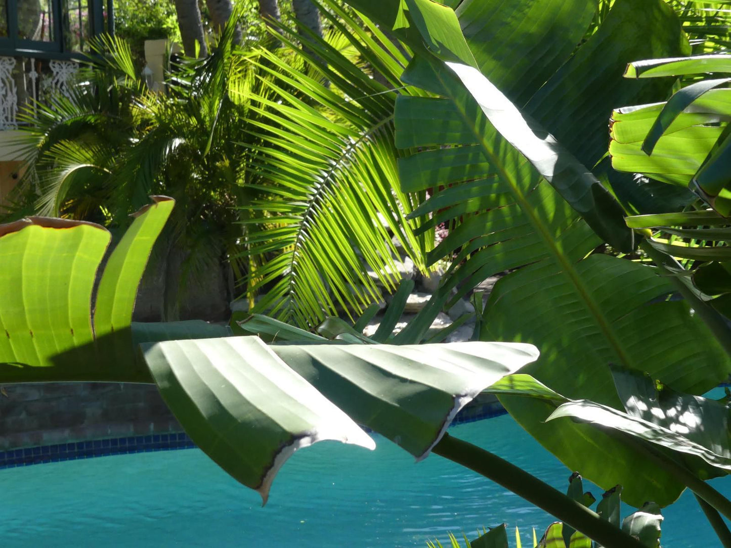 Mediterranean Villa, Palm Tree, Plant, Nature, Wood