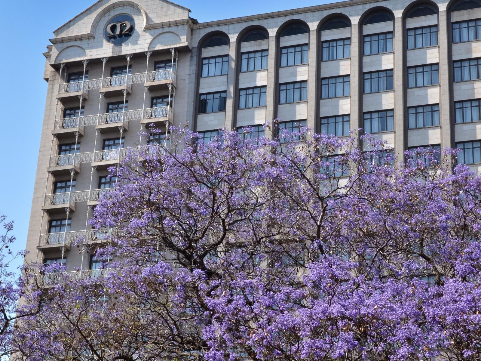 Meikles Hotel, Blossom, Plant, Nature