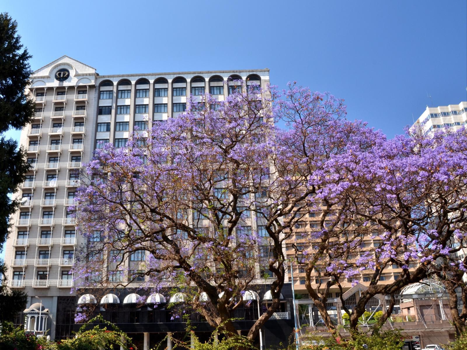 Meikles Hotel, Blossom, Plant, Nature, Skyscraper, Building, Architecture, City