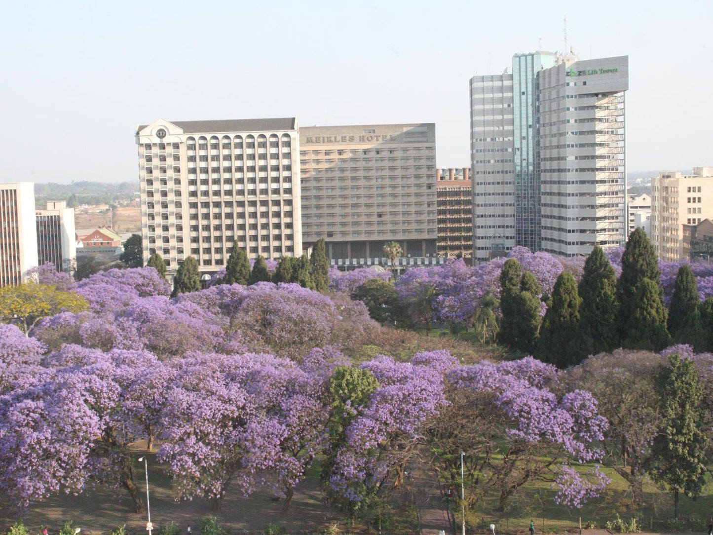 Meikles Hotel, Blossom, Plant, Nature, Skyscraper, Building, Architecture, City