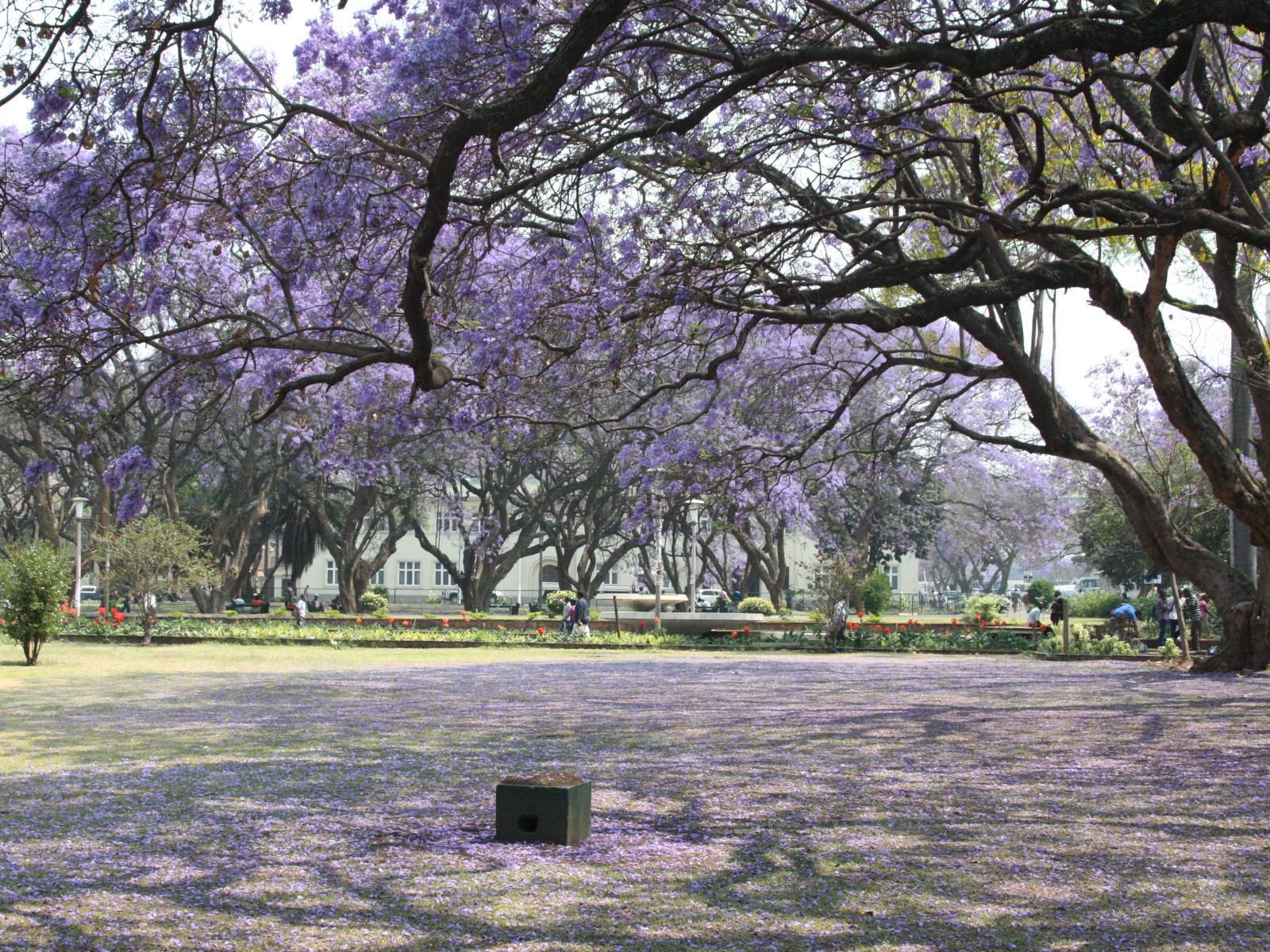 Meikles Hotel, Plant, Nature, Cemetery, Religion, Grave