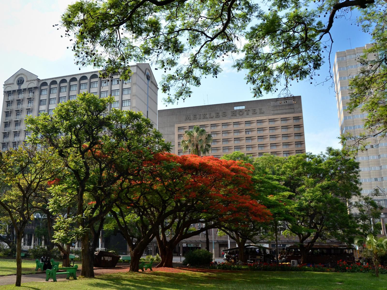 Meikles Hotel, Plant, Nature, Skyscraper, Building, Architecture, City