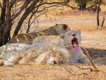 Mela Luxury Game Lodge, Lion, Mammal, Animal, Big Cat, Predator