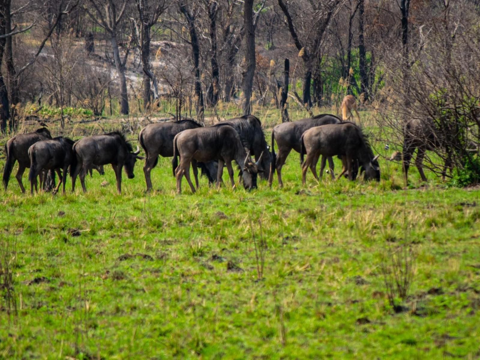 Mela Luxury Game Lodge, Animal