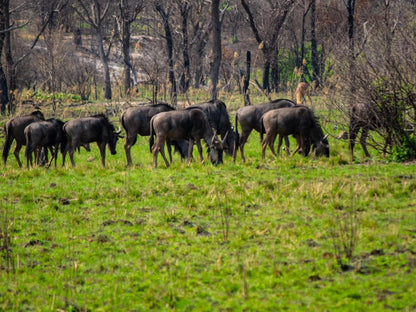 Mela Luxury Game Lodge, Animal