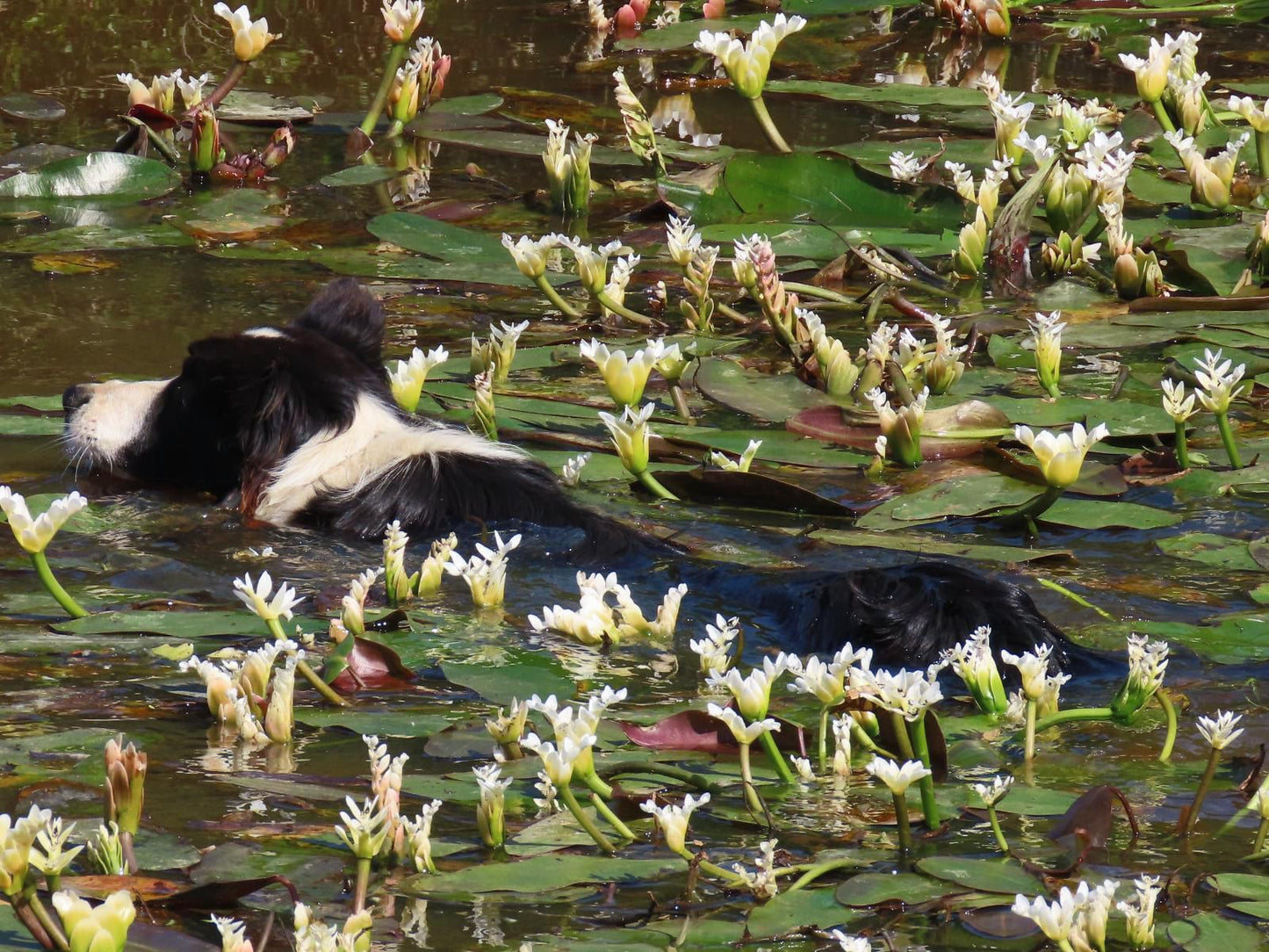 Melk Houte Bosch Guest Farm Malgas Western Cape South Africa Duck, Bird, Animal, Lake, Nature, Waters