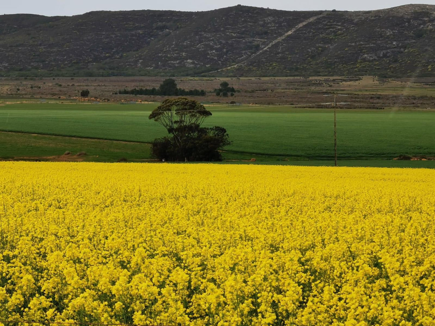 Melk Houte Bosch Guest Farm Malgas Western Cape South Africa Field, Nature, Agriculture, Plant, Canola, Lowland