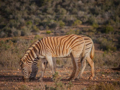 Melk Houte Bosch Guest Farm Malgas Western Cape South Africa Zebra, Mammal, Animal, Herbivore