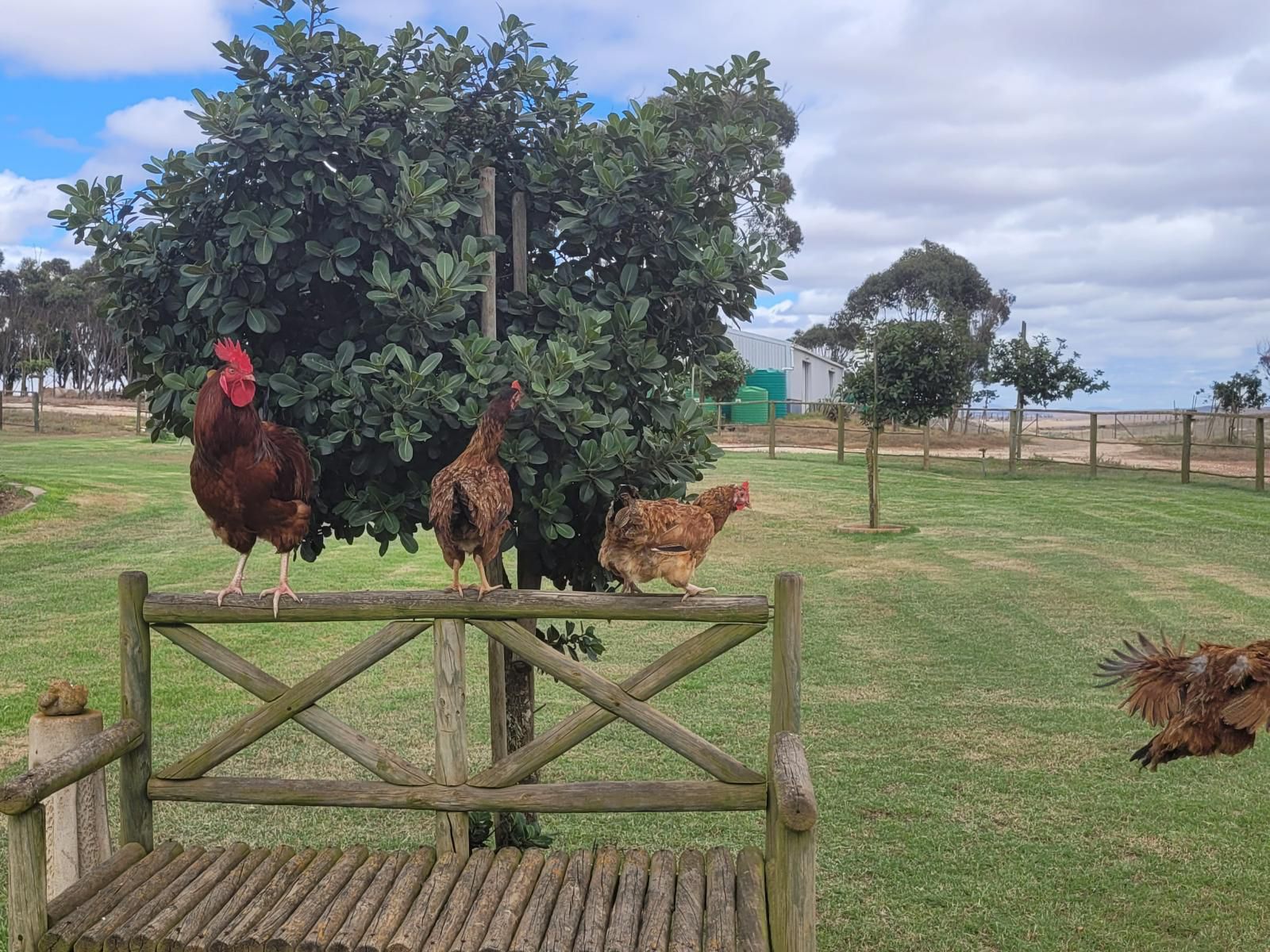 Melk Houte Bosch Guest Farm Malgas Western Cape South Africa Complementary Colors, Chicken, Bird, Animal, Agriculture, Farm Animal