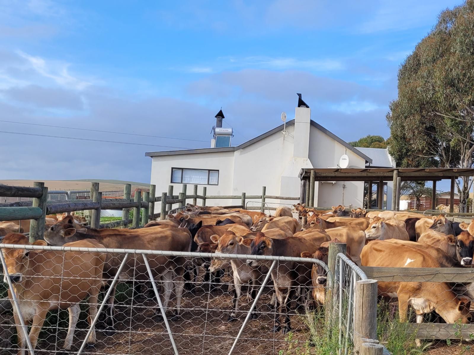 Melk Houte Bosch Guest Farm Malgas Western Cape South Africa Cow, Mammal, Animal, Agriculture, Farm Animal, Herbivore