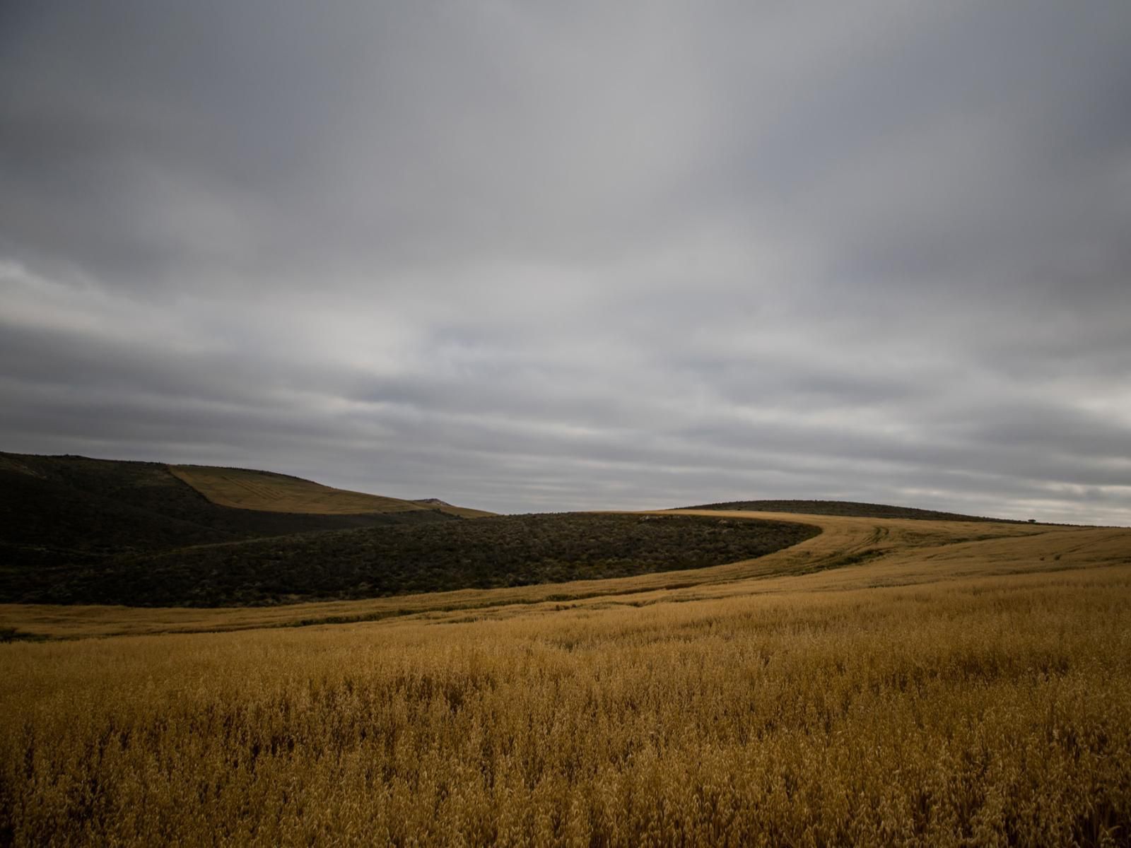 Melk Houte Bosch Guest Farm Malgas Western Cape South Africa Field, Nature, Agriculture, Lowland