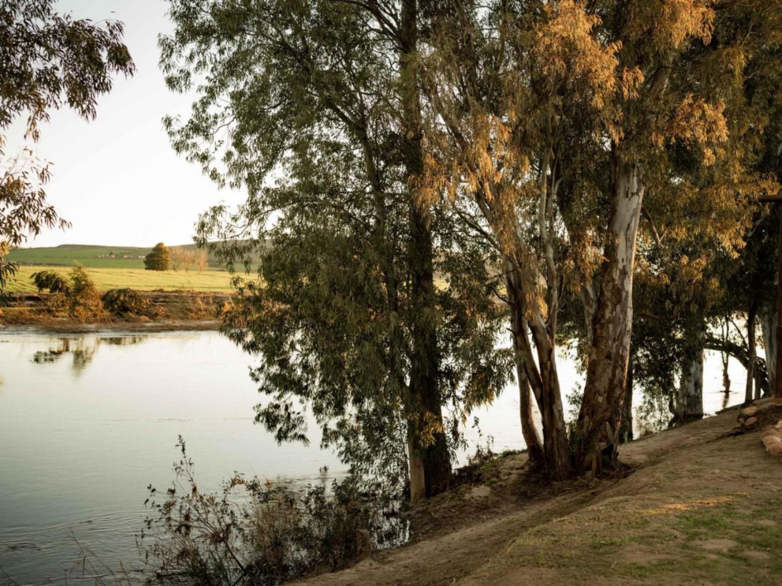 Melkhout Guest Farm, Sepia Tones, River, Nature, Waters, Tree, Plant, Wood