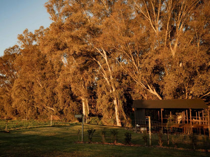 Melkhout Guest Farm, Colorful, Plant, Nature, Tree, Wood