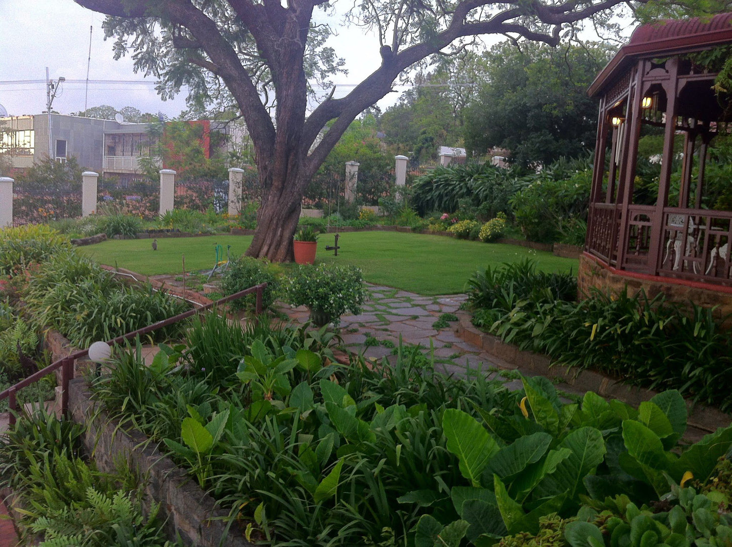 Melvin Residence Guest House Arcadia Pretoria Tshwane Gauteng South Africa Palm Tree, Plant, Nature, Wood, Garden