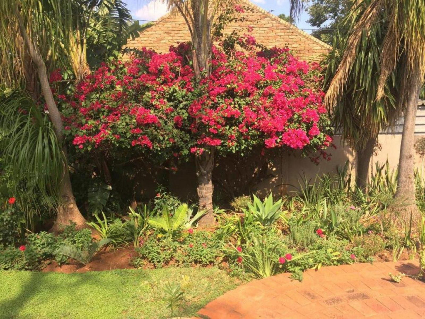 Meraki Guesthouse Cashan Rustenburg North West Province South Africa Palm Tree, Plant, Nature, Wood, Garden