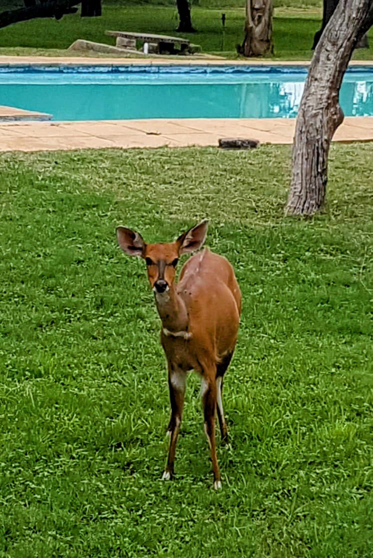 Merensky Game Lodge Northam Limpopo Province South Africa Colorful, Deer, Mammal, Animal, Herbivore