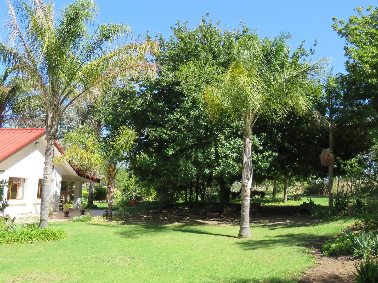 Merwenstein Guest House Bonnievale Western Cape South Africa Palm Tree, Plant, Nature, Wood