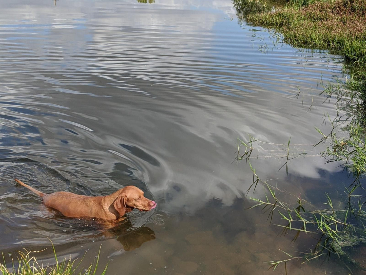 Merwenstein Guest House Bonnievale Western Cape South Africa Duck, Bird, Animal, Dog, Mammal, Pet, Hippo, Herbivore, River, Nature, Waters