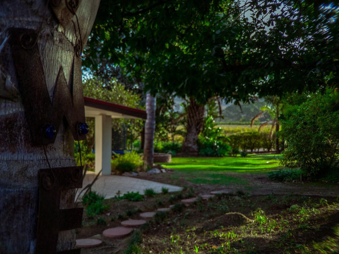 Merwenstein Guest House Bonnievale Western Cape South Africa Palm Tree, Plant, Nature, Wood, Framing