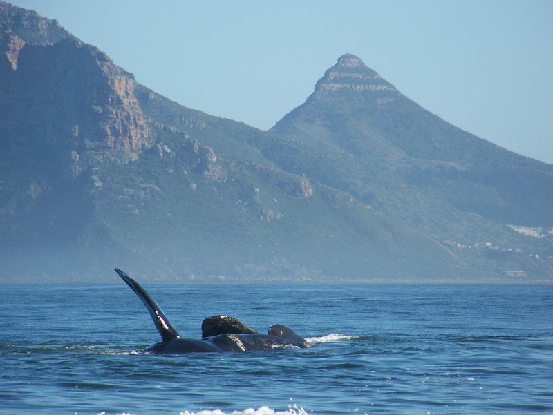 Metcalfs Longbeach Accommodation Kommetjie Cape Town Western Cape South Africa Whale, Marine Animal, Animal