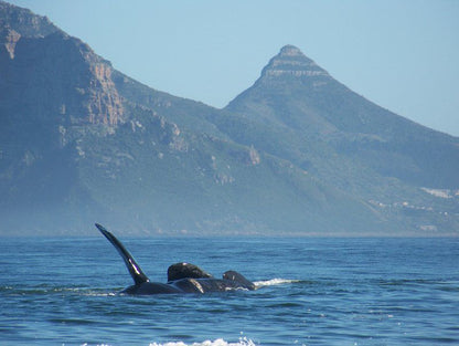 Metcalfs Longbeach Accommodation Kommetjie Cape Town Western Cape South Africa Whale, Marine Animal, Animal