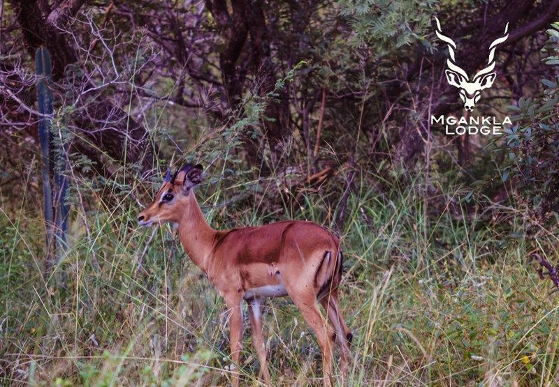 Mgankla Lodge Brits North West Province South Africa Deer, Mammal, Animal, Herbivore