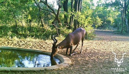 Mgankla Lodge Brits North West Province South Africa Tree, Plant, Nature, Wood, Animal