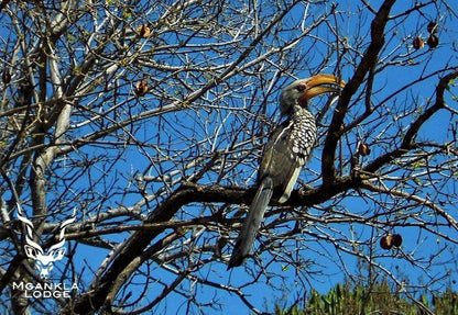 Mgankla Lodge Brits North West Province South Africa Bird, Animal