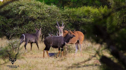 Mgankla Lodge Brits North West Province South Africa Deer, Mammal, Animal, Herbivore