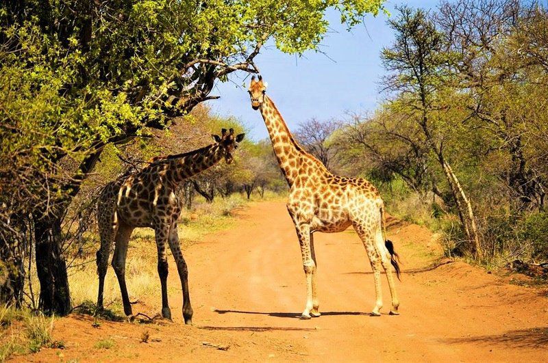 Mgankla Lodge Brits North West Province South Africa Colorful, Giraffe, Mammal, Animal, Herbivore