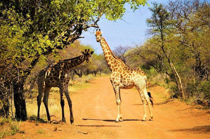 Mgankla Lodge Brits North West Province South Africa Colorful, Giraffe, Mammal, Animal, Herbivore