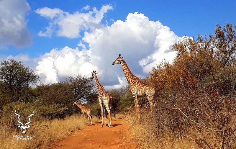 Mgankla Lodge Brits North West Province South Africa Complementary Colors, Giraffe, Mammal, Animal, Herbivore