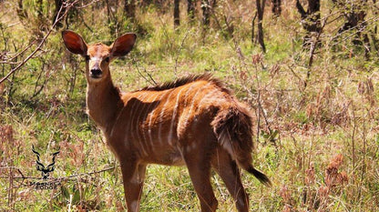 Mgankla Lodge Brits North West Province South Africa Animal