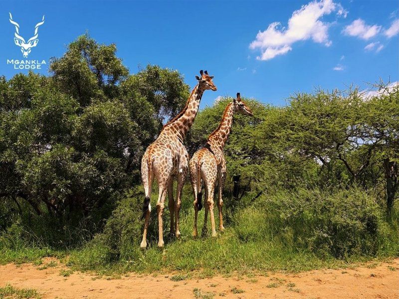 Mgankla Lodge Brits North West Province South Africa Complementary Colors, Giraffe, Mammal, Animal, Herbivore