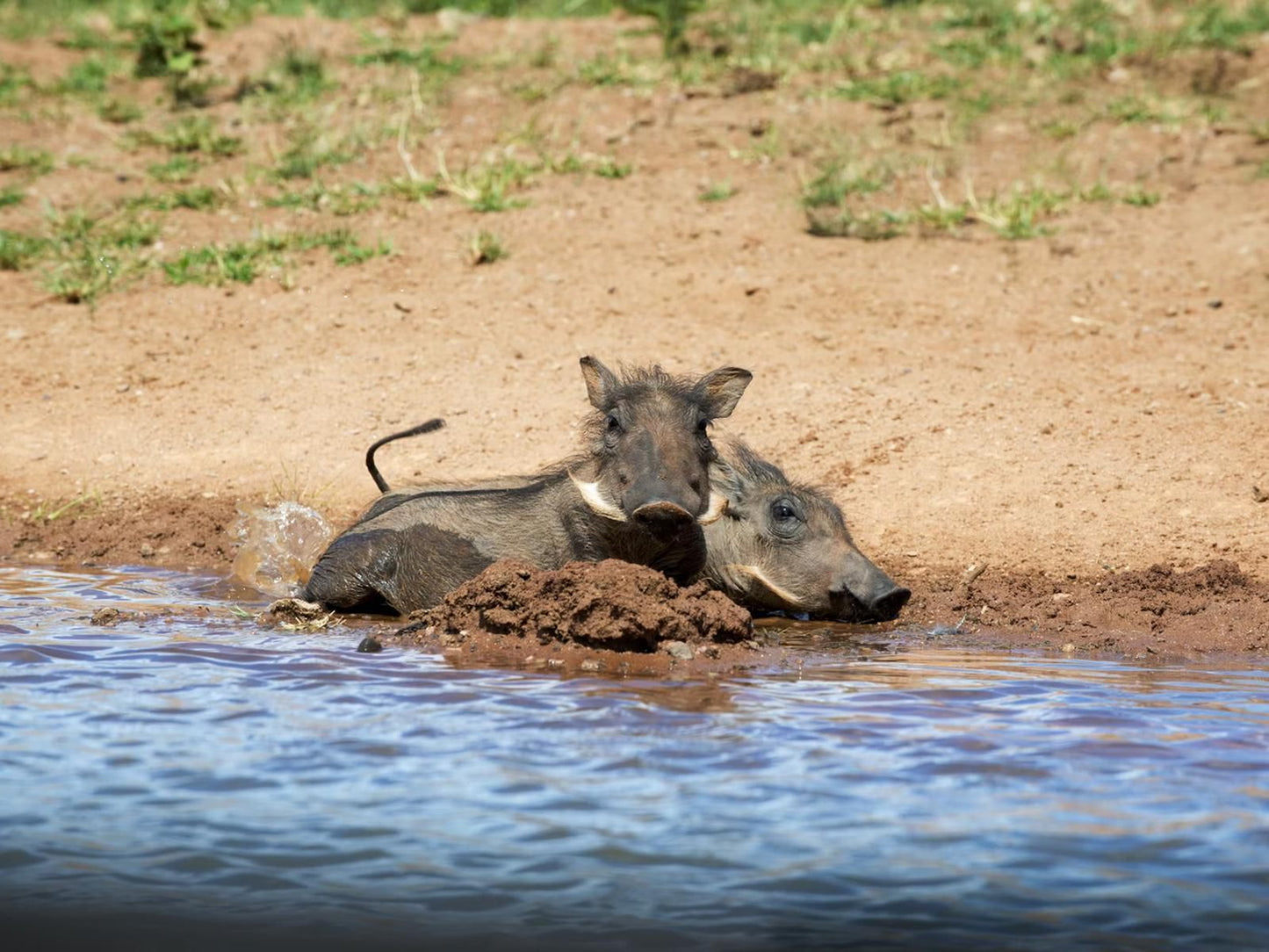 Mhondoro Safari Lodge & Villa, Animal