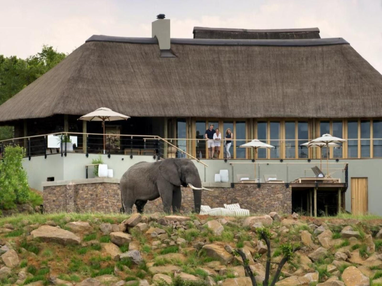 Mhondoro Safari Lodge & Villa, Elephant, Mammal, Animal, Herbivore