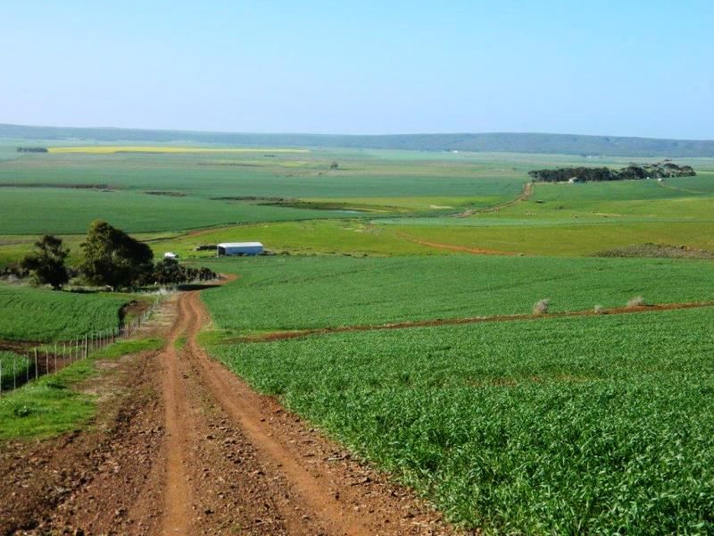 Middeldam Plaashuis Bredasdorp Western Cape South Africa Complementary Colors, Colorful, Field, Nature, Agriculture, Canola, Plant, Lowland