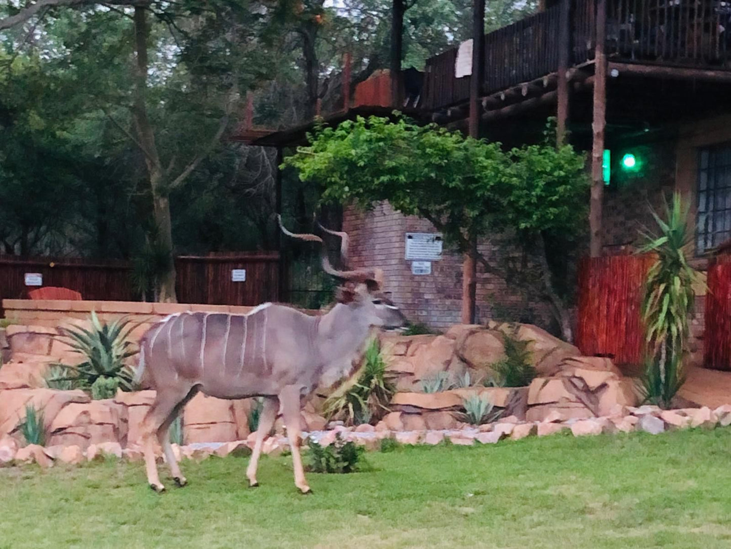 Migrate Kruger View Apartments Marloth Park Mpumalanga South Africa Deer, Mammal, Animal, Herbivore