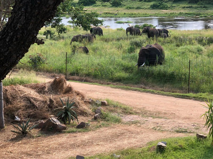 Migrate Kruger View Apartments Marloth Park Mpumalanga South Africa Elephant, Mammal, Animal, Herbivore