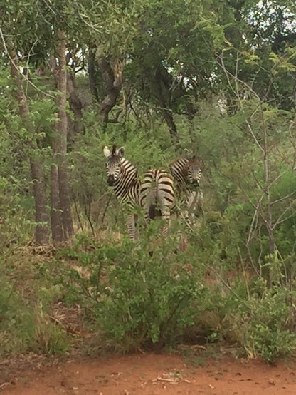 Mikama Bush Camp Mabalingwe Nature Reserve Bela Bela Warmbaths Limpopo Province South Africa Zebra, Mammal, Animal, Herbivore, Forest, Nature, Plant, Tree, Wood
