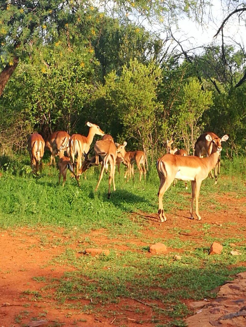 Mikama Bush Camp Mabalingwe Nature Reserve Bela Bela Warmbaths Limpopo Province South Africa Animal