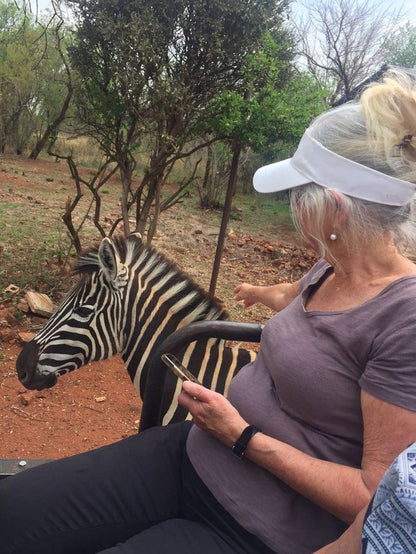 Mikama Bush Camp Mabalingwe Nature Reserve Bela Bela Warmbaths Limpopo Province South Africa Zebra, Mammal, Animal, Herbivore