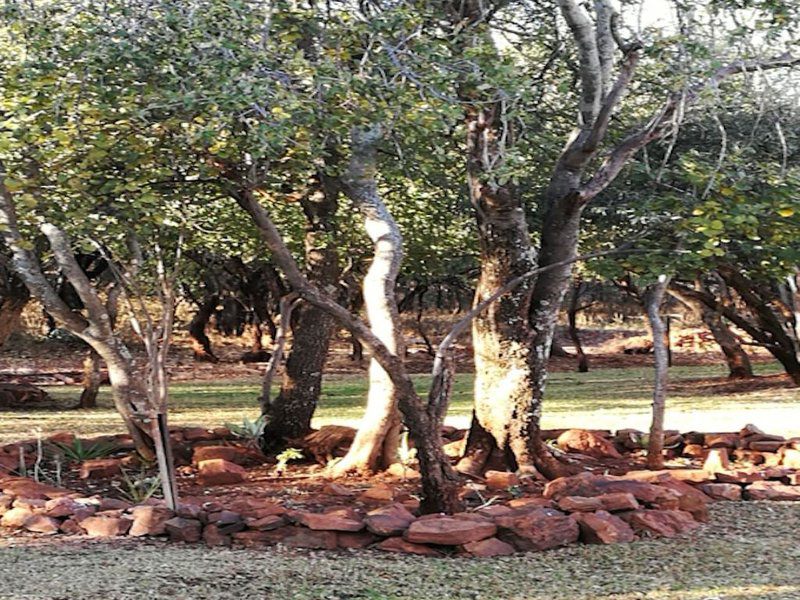 Mikama Bush Camp Mabalingwe Nature Reserve Bela Bela Warmbaths Limpopo Province South Africa Plant, Nature, Tree, Wood
