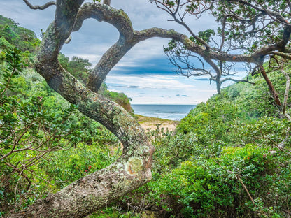 Milkwood Bend Farm Resort Chintsa West Chintsa Eastern Cape South Africa Complementary Colors, Beach, Nature, Sand, Plant