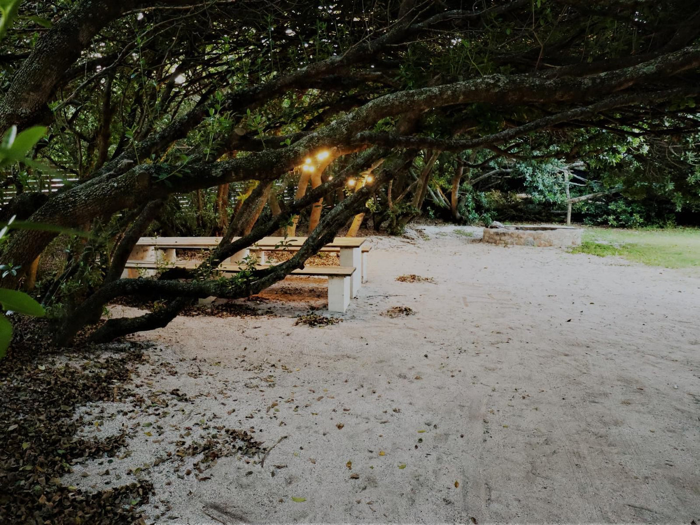 Milkwood Hideaway Sandbaai Hermanus Western Cape South Africa Forest, Nature, Plant, Tree, Wood