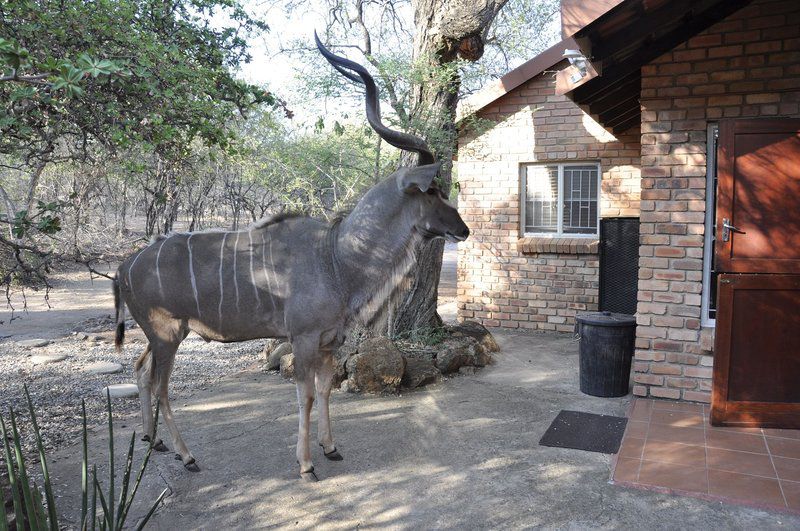 Milkwood Marloth Park Mpumalanga South Africa Animal