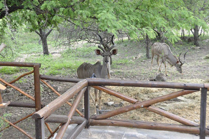 Milkwood Marloth Park Mpumalanga South Africa Animal